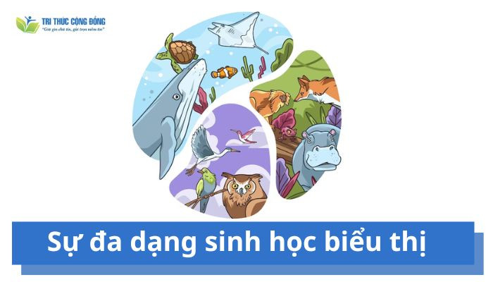Sự đa dạng sinh học biểu thị
