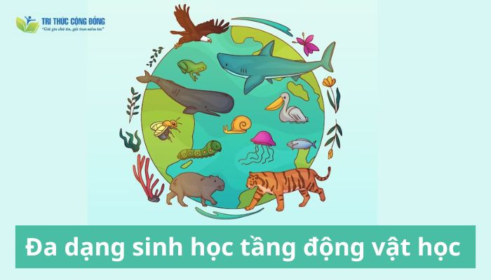 Đa dạng sinh học tầng động vật học 