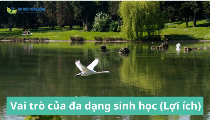 Vai trò của đa dạng sinh học 