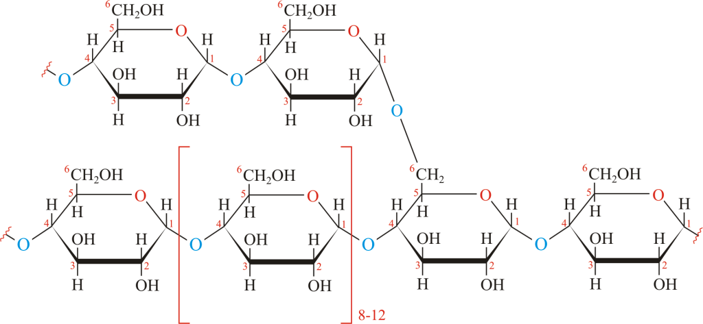 Cấu tạo của glycogen