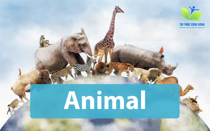 Problem and solution essay bài mẫu about animals được yêu thích nhất Problem and solution essay bài mẫu about animals được yêu thích nhất