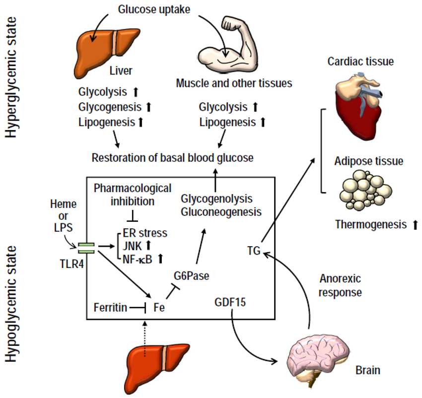 Chức năng của Glycogen
