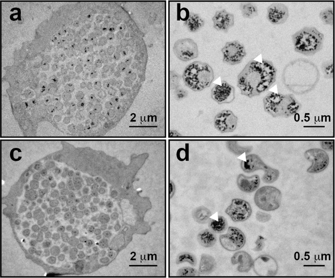 Cấu trúc tế bào của glycogen